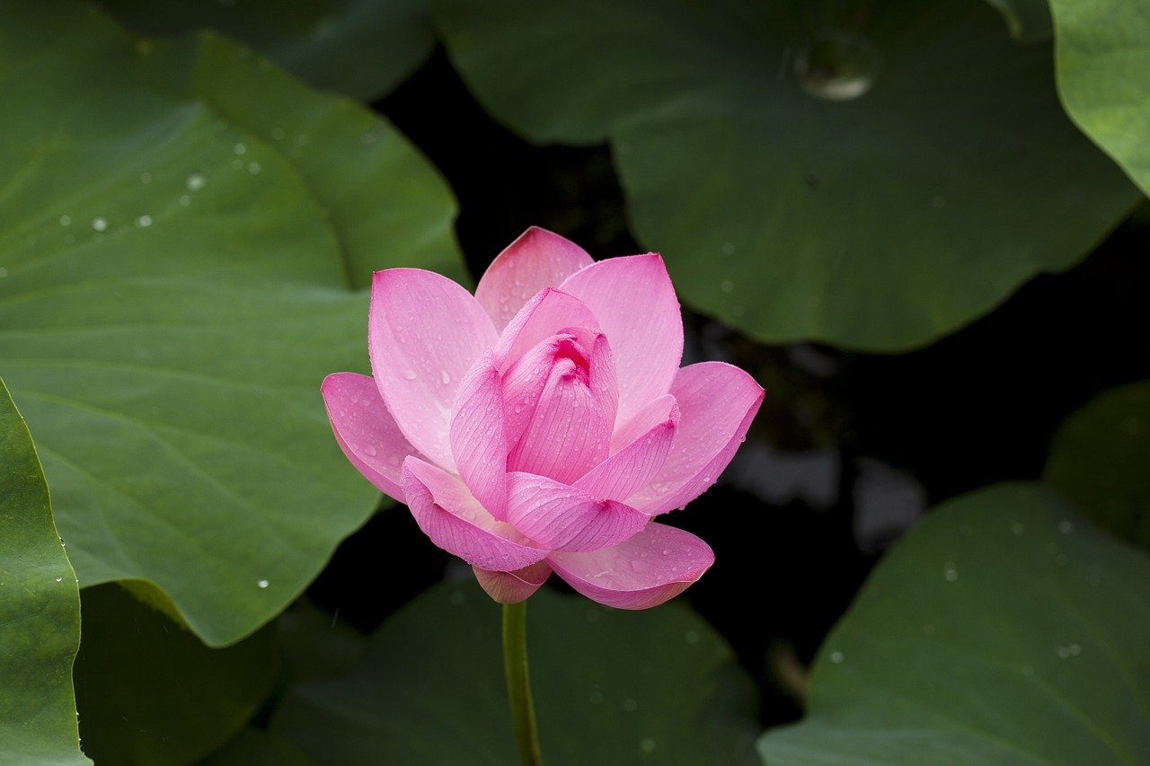 sell my Lotus in Long Island, NY