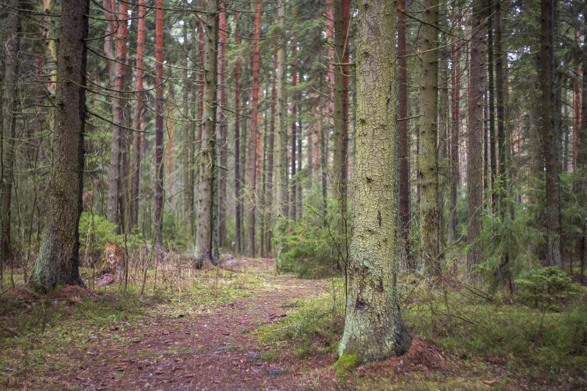 Финские леса